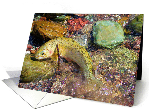 Westslope Cutthroat Trout in shallow water card (1117546)