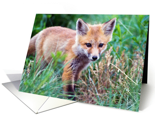 Runt of the litter - Red Fox Kit card (1121944)