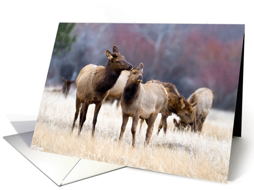 Cow elk and calf - Cervus canadensis card (1152274)