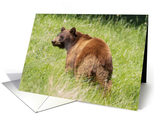Cinnamon colored black bear card (1152278)