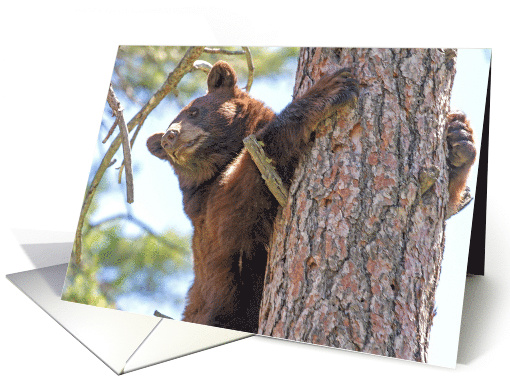 Black bear in Pine tree card (1152280)