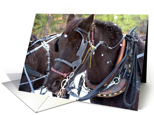 Draft horse in harness card (1152344)