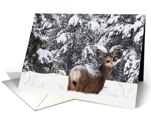 Mule Deer in snow card (1195864)