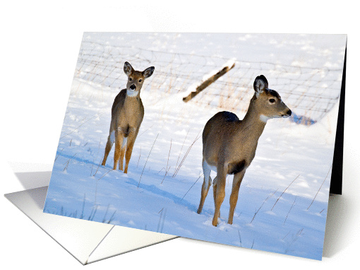 White-tailed deer fawns in the snow card (1195912)