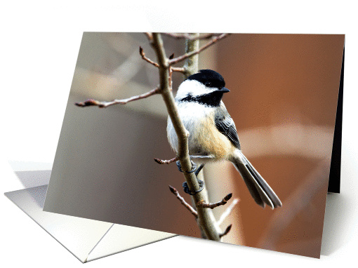 Chickadee (looking right) card (1200678)