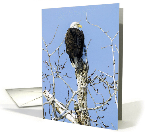 Bald Eagle card (1251910)