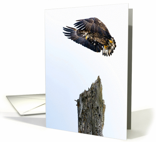 Immature Bald Eagle landing on snag card (1251912)