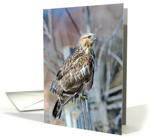 Rough-legged Hawk (Buteo lagopus) card (1251916)