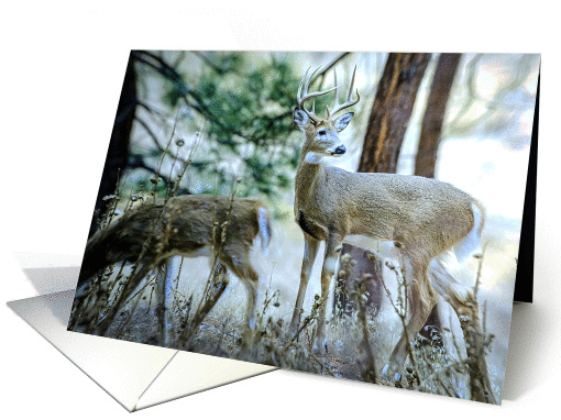 White-tailed Deer - Odocoileus virginianus card (1251922)