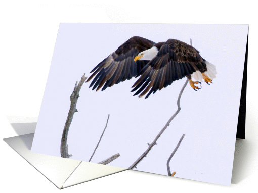 Bald Eagle in flight card (1251934)