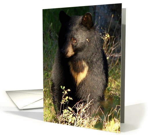Black Bear or Sun Bear card (1251944)