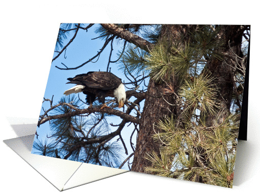 Bald Eagle in Ponderosa Pine card (1251946)