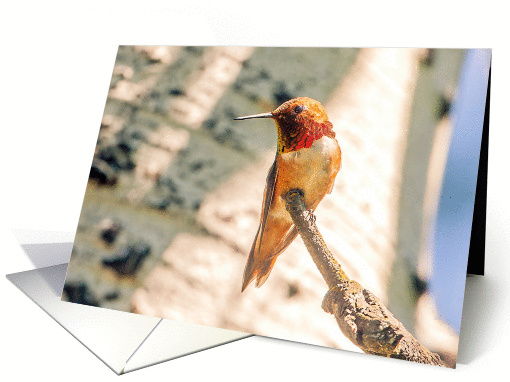 Rufous Hummingbird - Selasphorus rufus card (1251950)