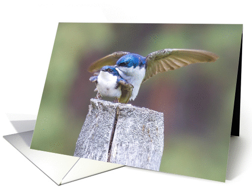 Tree Swallow - Tachycineta bicolor card (1251952)