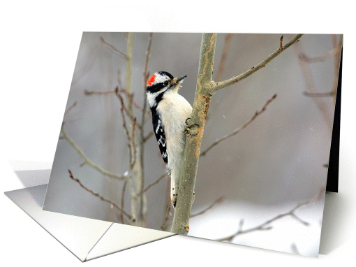 Downy Woodpecker on aspen tree card (1251964)