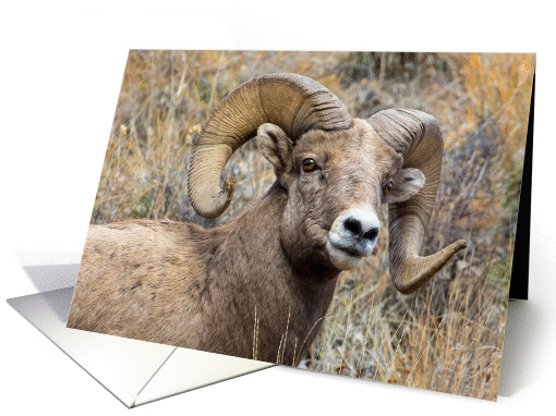 Bighorn Ram in western Montana card (1251998)
