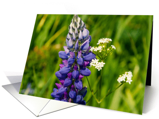 Lupine 1 card (1278504)