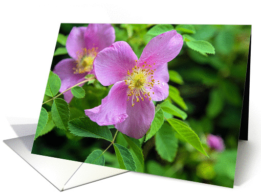 Woods' Rose card (1299062)