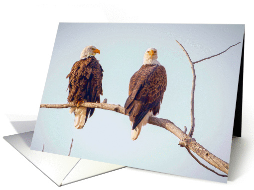 Bald Eagle pair card (1301138)