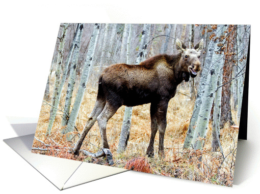 Moose in Aspen grove card (1307648)