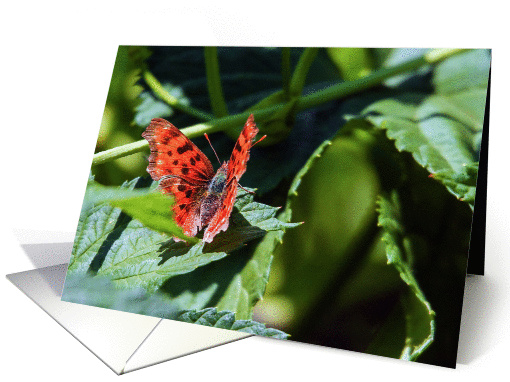 Brush-footed Butterflly called Satyr Comma (Polygonia satyrus) card