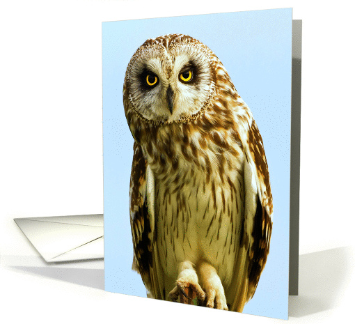 Short-eared Owl - Asio flammeus card (1315550)