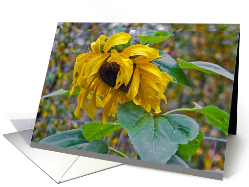 Sunflower after a rain card (1370988)