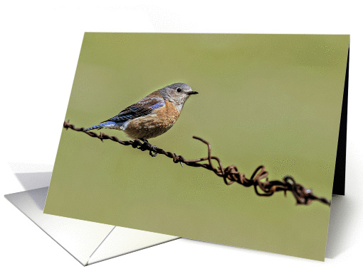 Female Western Bluebird card (1371442)