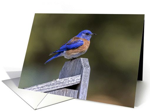 Male Western Bluebird card (1371444)