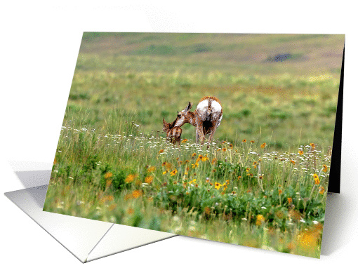 Antelope doe and fawn card (1408382)