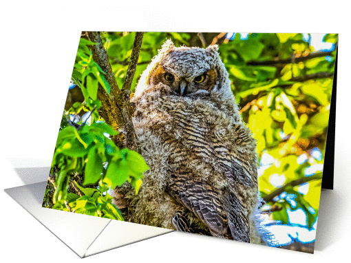 Mission Valley, Great Horned Owl Chick card (1432502)