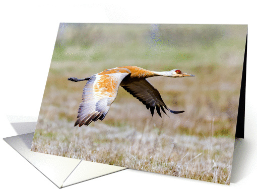 Sandhill Crane - Grus canadensis card (1432506)