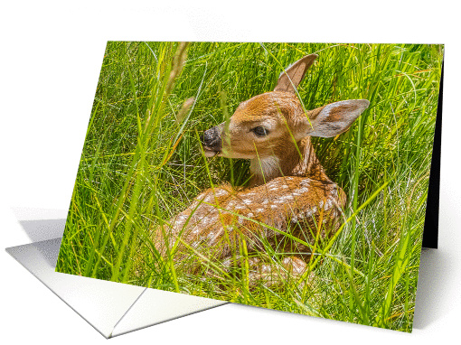 White-tailed Deer Fawn - Odocoileus virginianus card (1432528)