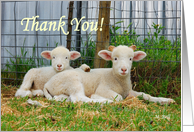 Buddy Lambs-Thank You Sheep Twins card