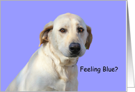 Labrador Retriever Feeling Blue Card by Focus for a Cause card