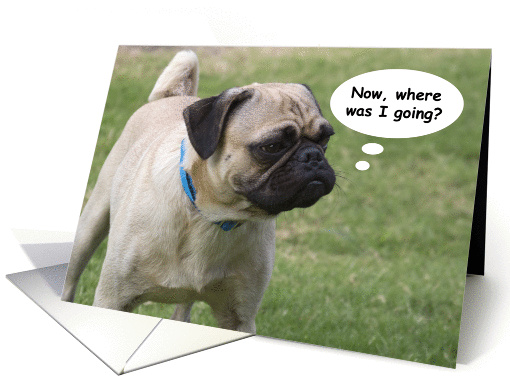 Pug Birthday Card by Focus for a Cause. card (1105954)