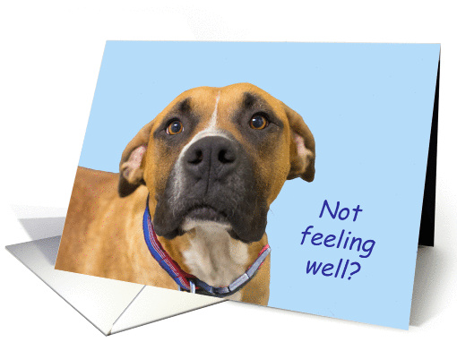 Sad Boxer Not Feeling Well? card (1146372)