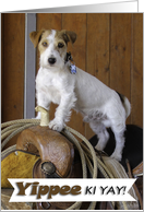 Jack Russell Terrier on Western Saddle card