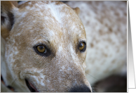 Focus for a Cause, Birthday, Dog Birthday Card