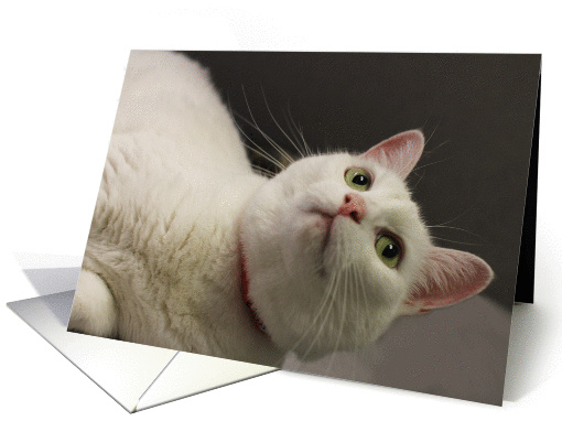 White Cat Birthday Card, Focus for a Cause card (984975)