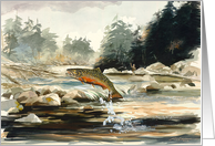 Brook Trout card
