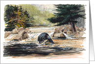 Black Bear Feediing for Salmon card