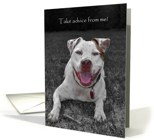 Encouragement from a friend - Happy Dog Photo card (950169)