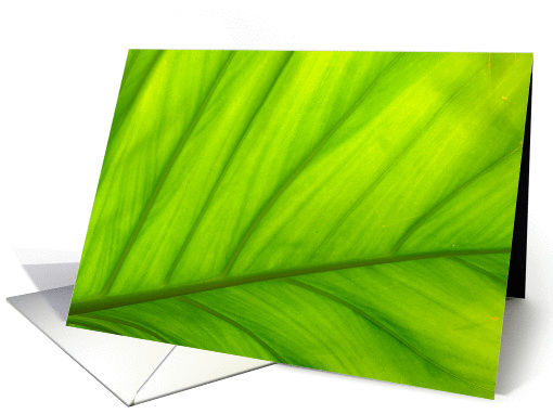 leaf closeup blank card (1162920)