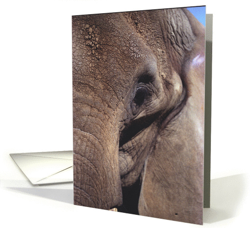 Elephant eye blank card (1163878)