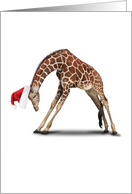 Yuletide Zoo Yoga...