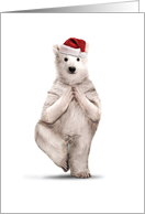 Yuletide Zoo Yoga...