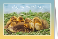 Happy Birthday Sister, Baby Geese card