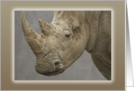 Rhinoceros Blank Note Card