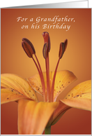 For a Grandfather, Happy Birthday, Orange daylily card